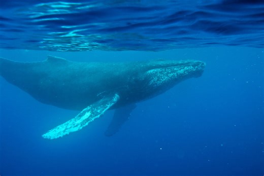 Oldest known whale recording could unlock mysteries of the ocean