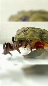 Il Mange TOUT Ce Qui Rentre Dans Sa Bouche 🐸 #shorts