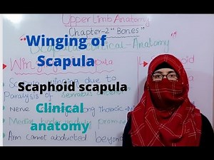 Winging of scapula, scaphoid scapula, scapula clinical anatomy, upper limb anatomy