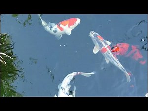 Prevent Koi Fish Diseases with Probiotics: A Guide for Pond Owners