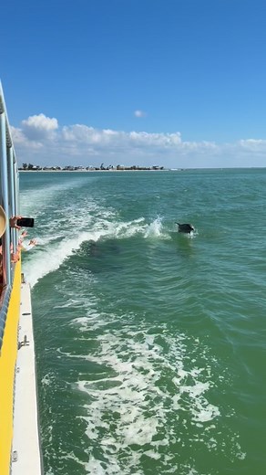 Just a quick pit stop for some dolphin 𝒓𝒐𝒄𝒌𝒔𝒕𝒂𝒓𝒔 in our wake 🤘🐬 On the way back from our Shelling Beach & Dolphin Cruise today, this pod popped in our wake, jumped alongside us, and stole the whole show! Pure paradise energy 😎✨ 🎥: Captain Evan . . #Dolphins #OceanEnergy #PureParadise | Adventures in Paradise Cruises & Crew