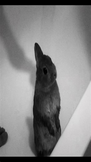 Cute Bunnies: A Delightful Edit