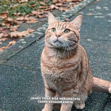 A Poor Man's Fate Changes Because of a Cat 🐱💰 #shorts #filmstoryline #viralvideo