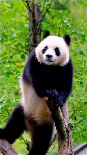 🐼 Panda's Dance Moves Are Too Funny! 😂