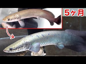 ピラルクの飼育を初めて5ヶ月後・・・