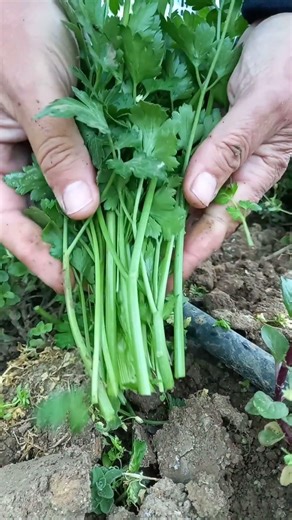 🌿 Μαζεύω μαϊντανό από τον κήπο λαχανικών μου #μαϊντανός #κήπος #κηπουρική