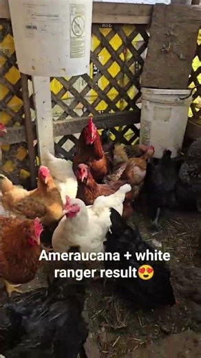 Ameraucana rooster crossed with a white ranger hen.#chickenbreeding #backyardchickens #chicken