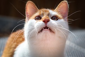 Wondering why cats chirp? Fascinating reasons why your cat chirps at birds (and you)
