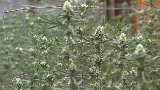 Texas Lt. Gov. Patrick lashes out at Gov. Abbott's executive order on THC products