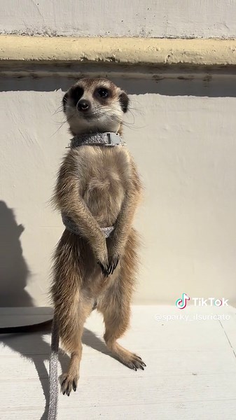 Discover the Fascinating World of Suricate Pets