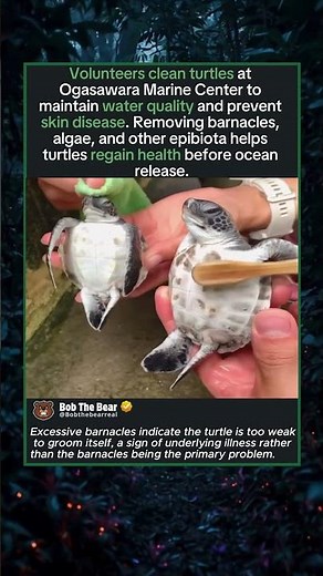 Volunteers Removing Pounds of Barnacles From Turtles