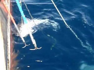 Deep Sea Fish - Antarctic Toothfish (Mero, Patagonian Toothfish) 메로 - 남극양 심해어