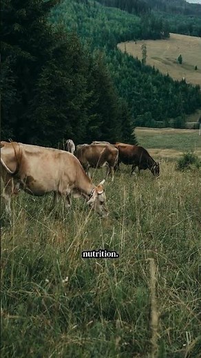 Pasture Management: Rotational grazing for healthier animals and soil.