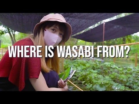 We Visited Japan's Largest Wasabi Farm | Daio Wasabi Farm