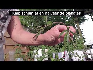 vlog 14 Passiebloem stekken