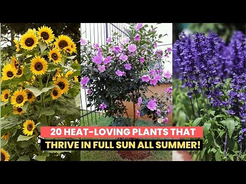 20 Heat-Loving Plants That Thrive in Full Sun All Summer!