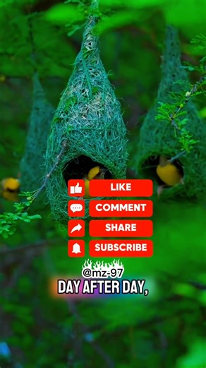 A Tiny Bird with a Big Heart