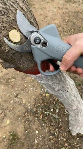 Short & Punchy)The Most Powerful Electric Pruning Shears for Your Garden!CuttingTool#viralTree#asmr