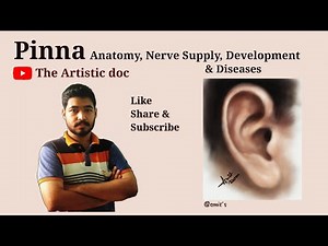 Pinna | Anatomy, Nerve Supply, Development & Diseases | Digital Drawing of Pinna | The Ear Series
