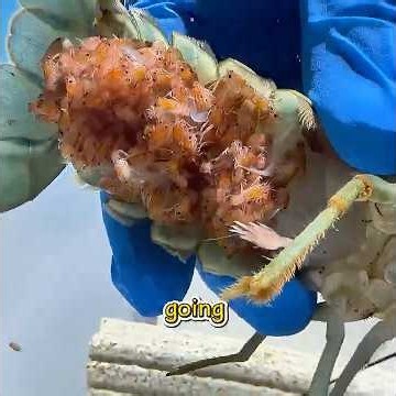 This Guy Had Raised Over a Thousand Crayfish#funny #pets #shuorts