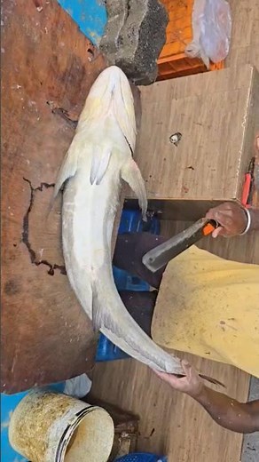 30 KG 😱 MASSIVE COBIA FISH 🐟 | One fish, pure power 💪 Expert cutting that hits different 🔪🔥