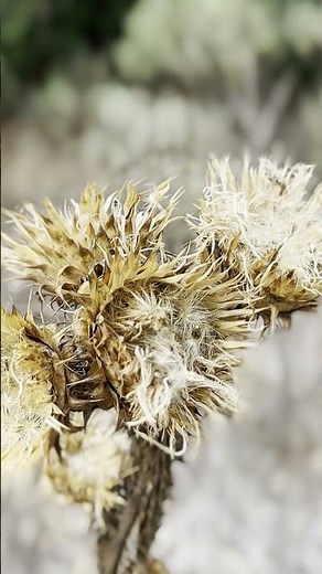 CMSB water crossings | Cammino Minerario di Santa Barbara | Backpacking | Sardinia | Italy