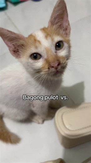 Nuon vs. Ngayon 😅#cat #kitten #catoftiktok #cutecat #catlover | cat