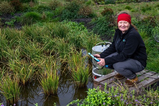 UK’s first rice crop harvested after record-breaking summer
