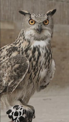 What Sound Does an Owl Make? 🦉