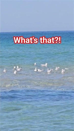 물속에 펼쳐진 거대한 물고기 군단 #wildlife #fish #viral