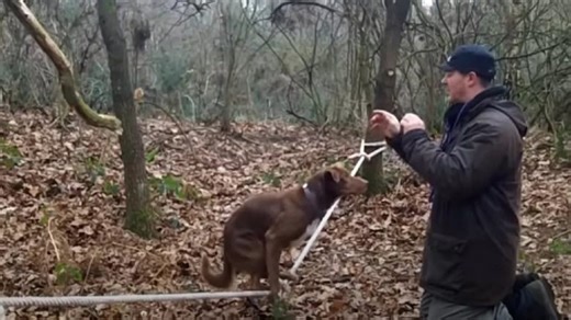 Incredible dog wows with amazing slackline acrobatics