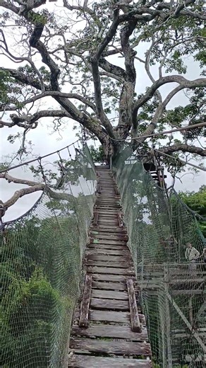 Korunami džungle / Jungle Canopy Walk