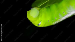 Larva of the Oleander Hawk Moth, or The Gardinia Hawk Moth.,Black background