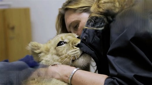 The lioness she saved is now breaking her heart and her fight is only beginning