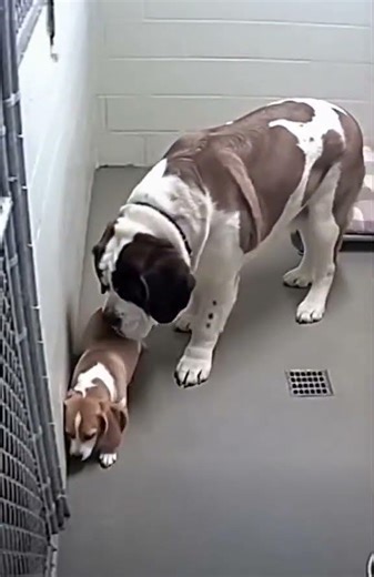 Animal shelter security footage captured a scared dog with a large St Bernard.