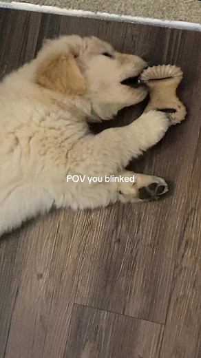 Big Benny #goldenretriever #goldenretrievers #pet #pets #dogs #dogoftheday #doglover