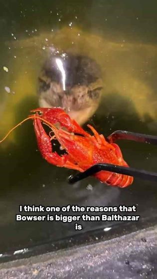 Can Snapping Turtles Eat Store-Bought Crawfish? Feeding Test