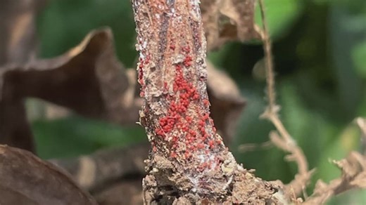 Red Crown Rot is killing soybeans in Missouri and Illinois — and there's no way to stop it