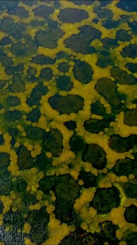 Drone footage of Spotted Lake: Iconic sacred site in British Columbia