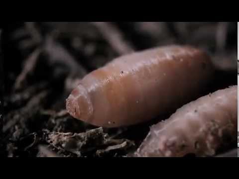 NAISSANCE D'UNE MOUCHE