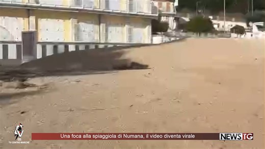 Una foca alla spiaggiola di Numana, il video diventa virale | Tv Centro Marche