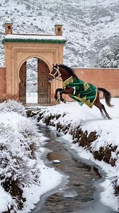 279K views · 6.8K reactions | Le cheval de l'Atlas  Le cheval...