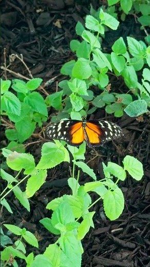 Amazing Colorful Butterfly: Nature's Most Beautiful Wings