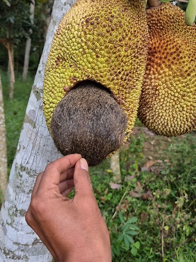 Animal Eats Unripe Jackfruit