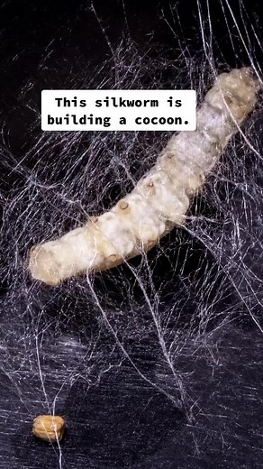 Silkworm Cocoon Formation Process Explained