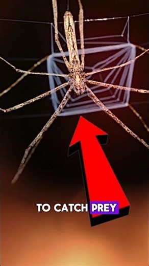 Top 5 Animals With the Smartest Hunting Techniques