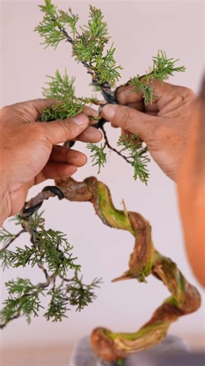 It continues to be a small pine tree. #bonsai #분재 #moutainlife #garden #bonsaitree