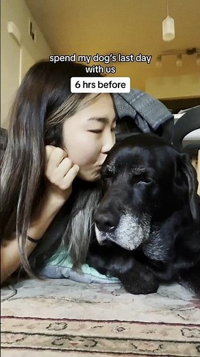 Ses dernières 6 heures : l’amour éternel entre une femme et son chien 🐶⏳💔 #chien #animaux