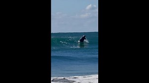 Wild Dolphin Surfs Wave
