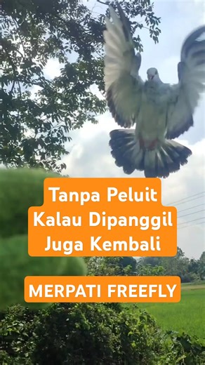 Merpati FreeFly Versi Auto Pilot